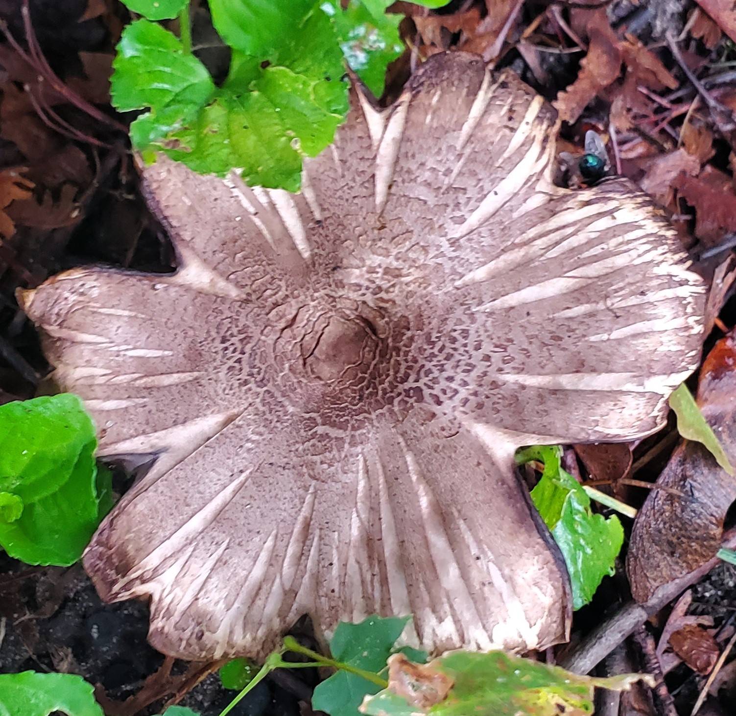 Mushroom